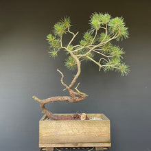 Lade das Bild in den Galerie-Viewer, Bergkiefer / Pinus mugo-Rohmaterial-Yamadori-Bonsai Gilde
