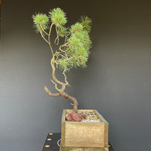 Lade das Bild in den Galerie-Viewer, Bergkiefer / Pinus mugo-Rohmaterial-Yamadori-Bonsai Gilde
