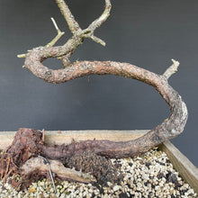 Lade das Bild in den Galerie-Viewer, Bergkiefer / Pinus mugo-Rohmaterial-Yamadori-Bonsai Gilde