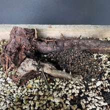 Lade das Bild in den Galerie-Viewer, Bergkiefer / Pinus mugo-Rohmaterial-Yamadori-Bonsai Gilde