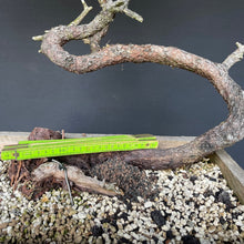 Lade das Bild in den Galerie-Viewer, Bergkiefer / Pinus mugo-Rohmaterial-Yamadori-Bonsai Gilde