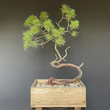 Lade das Bild in den Galerie-Viewer, Bergkiefer / Pinus mugo-Rohmaterial-Yamadori-Bonsai Gilde