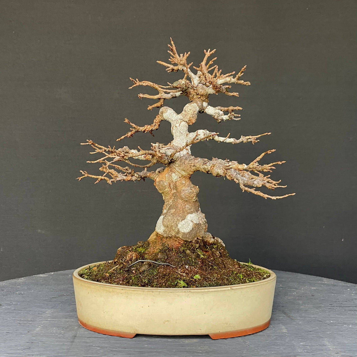 Bonsai Dreispitzahorn / Acer Buergerianum (Shohin) Bonsai Gilde