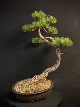Lade das Bild in den Galerie-Viewer, Bonsai Europäische Schwarzkiefer / Pinus nigra-Bonsai-Bonsai Gilde