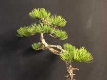 Lade das Bild in den Galerie-Viewer, Bonsai Europäische Schwarzkiefer / Pinus nigra-Bonsai-Bonsai Gilde