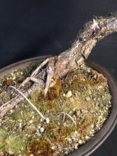 Lade das Bild in den Galerie-Viewer, Bonsai Europäische Schwarzkiefer / Pinus nigra-Bonsai-Bonsai Gilde