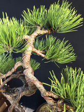 Lade das Bild in den Galerie-Viewer, Bonsai Europäische Schwarzkiefer / Pinus nigra-Bonsai-Bonsai Gilde