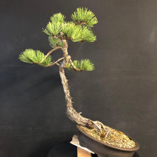 Lade das Bild in den Galerie-Viewer, Bonsai Europäische Schwarzkiefer / Pinus nigra-Bonsai-Bonsai Gilde