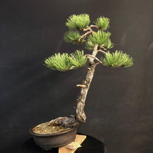 Lade das Bild in den Galerie-Viewer, Bonsai Europäische Schwarzkiefer / Pinus nigra-Bonsai-Bonsai Gilde