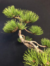 Lade das Bild in den Galerie-Viewer, Bonsai Europäische Schwarzkiefer / Pinus nigra-Bonsai-Bonsai Gilde