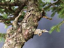 Lade das Bild in den Galerie-Viewer, Bonsai Fichte / Picea abies