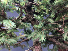 Lade das Bild in den Galerie-Viewer, Bonsai Fichte / Picea abies