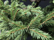 Lade das Bild in den Galerie-Viewer, Bonsai Fichte / Picea abies