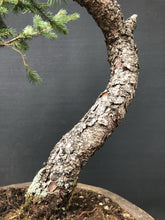 Lade das Bild in den Galerie-Viewer, Bonsai Fichte / Picea abies-Rohmaterial-Yamadori-Bonsai Gilde