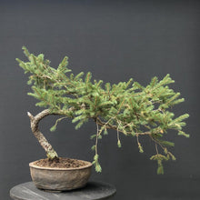 Lade das Bild in den Galerie-Viewer, Bonsai Fichte / Picea abies-Rohmaterial-Yamadori-Bonsai Gilde