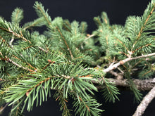 Lade das Bild in den Galerie-Viewer, Bonsai Fichte / Picea abies-Rohmaterial-Yamadori-Bonsai Gilde