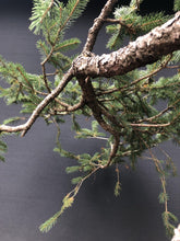 Lade das Bild in den Galerie-Viewer, Bonsai Fichte / Picea abies-Rohmaterial-Yamadori-Bonsai Gilde