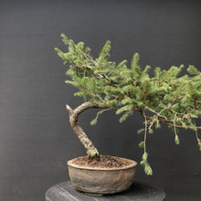 Lade das Bild in den Galerie-Viewer, Bonsai Fichte / Picea abies-Rohmaterial-Yamadori-Bonsai Gilde