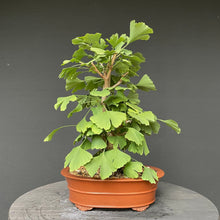 Lade das Bild in den Galerie-Viewer, Bonsai Ginkgo biloba-Bonsai-Bonsai Gilde