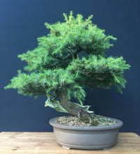 Lade das Bild in den Galerie-Viewer, Bonsai Igelwacholder / Juniperus Rigida-Bonsai-Bonsai Gilde