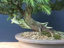 Lade das Bild in den Galerie-Viewer, Bonsai Igelwacholder / Juniperus Rigida-Bonsai-Bonsai Gilde