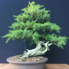 Lade das Bild in den Galerie-Viewer, Bonsai Igelwacholder / Juniperus Rigida-Bonsai-Bonsai Gilde