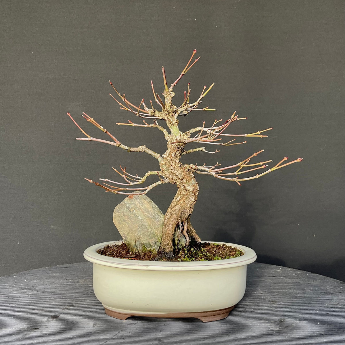 Bonsai Japanischer Fächerahorn / Acer palmatum „arakawa“ Bonsai Gilde