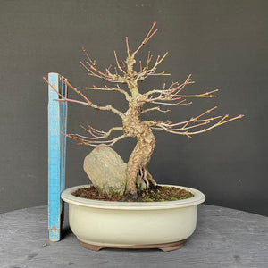 Bonsai Japanischer Fächerahorn / Acer palmatum „arakawa“-Bonsai-Bonsai Gilde