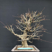 Lade das Bild in den Galerie-Viewer, Bonsai Japanischer Fächerahorn / Acer palmatum „arakawa“-Rohmaterial-Yamadori-Bonsai Gilde