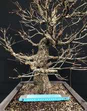 Lade das Bild in den Galerie-Viewer, Bonsai Japanischer Fächerahorn / Acer palmatum „arakawa“-Rohmaterial-Yamadori-Bonsai Gilde