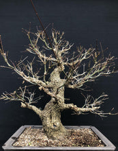 Lade das Bild in den Galerie-Viewer, Bonsai Japanischer Fächerahorn / Acer palmatum „arakawa“-Rohmaterial-Yamadori-Bonsai Gilde