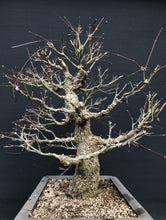 Lade das Bild in den Galerie-Viewer, Bonsai Japanischer Fächerahorn / Acer palmatum „arakawa“-Rohmaterial-Yamadori-Bonsai Gilde