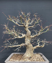 Lade das Bild in den Galerie-Viewer, Bonsai Japanischer Fächerahorn / Acer palmatum „arakawa“-Rohmaterial-Yamadori-Bonsai Gilde