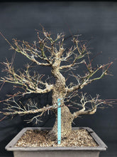 Lade das Bild in den Galerie-Viewer, Bonsai Japanischer Fächerahorn / Acer palmatum „arakawa“-Rohmaterial-Yamadori-Bonsai Gilde