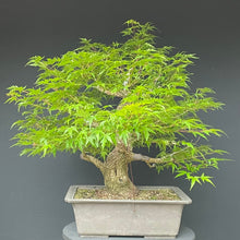 Lade das Bild in den Galerie-Viewer, Bonsai Japanischer Fächerahorn / Acer palmatum „arakawa“-Rohmaterial-Yamadori-Bonsai Gilde