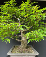 Lade das Bild in den Galerie-Viewer, Bonsai Japanischer Fächerahorn / Acer palmatum „arakawa“-Rohmaterial-Yamadori-Bonsai Gilde