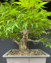 Lade das Bild in den Galerie-Viewer, Bonsai Japanischer Fächerahorn / Acer palmatum „arakawa“-Rohmaterial-Yamadori-Bonsai Gilde