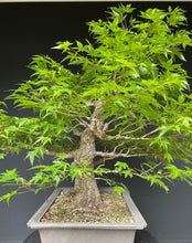 Lade das Bild in den Galerie-Viewer, Bonsai Japanischer Fächerahorn / Acer palmatum „arakawa“-Rohmaterial-Yamadori-Bonsai Gilde