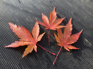 Bonsai Japanischer Fächerahorn / Acer palmatum „arakawa“-Rohmaterial-Yamadori-Bonsai Gilde