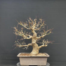 Lade das Bild in den Galerie-Viewer, Bonsai Japanischer Fächerahorn / Acer palmatum „arakawa“-Rohmaterial-Yamadori-Bonsai Gilde