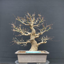 Lade das Bild in den Galerie-Viewer, Bonsai Japanischer Fächerahorn / Acer palmatum „arakawa“-Rohmaterial-Yamadori-Bonsai Gilde