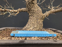 Lade das Bild in den Galerie-Viewer, Bonsai Japanischer Fächerahorn / Acer palmatum „arakawa“-Rohmaterial-Yamadori-Bonsai Gilde