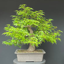 Lade das Bild in den Galerie-Viewer, Bonsai Japanischer Fächerahorn / Acer palmatum „arakawa“-Rohmaterial-Yamadori-Bonsai Gilde