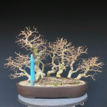 Lade das Bild in den Galerie-Viewer, Bonsai Koreanische Hainbuche / Carpinus turczaninowii-Bonsai-Bonsai Gilde