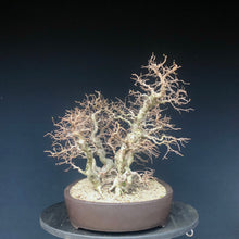 Lade das Bild in den Galerie-Viewer, Bonsai Koreanische Hainbuche / Carpinus turczaninowii-Bonsai-Bonsai Gilde