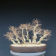 Lade das Bild in den Galerie-Viewer, Bonsai Koreanische Hainbuche / Carpinus turczaninowii-Bonsai-Bonsai Gilde