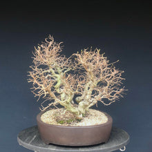 Lade das Bild in den Galerie-Viewer, Bonsai Koreanische Hainbuche / Carpinus turczaninowii-Bonsai-Bonsai Gilde