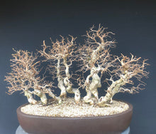 Lade das Bild in den Galerie-Viewer, Bonsai Koreanische Hainbuche / Carpinus turczaninowii-Bonsai-Bonsai Gilde