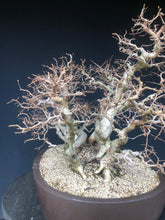 Lade das Bild in den Galerie-Viewer, Bonsai Koreanische Hainbuche / Carpinus turczaninowii-Bonsai-Bonsai Gilde