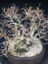 Lade das Bild in den Galerie-Viewer, Bonsai Koreanische Hainbuche / Carpinus turczaninowii-Bonsai-Bonsai Gilde